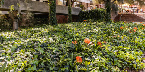 Lush garden with orange flowers