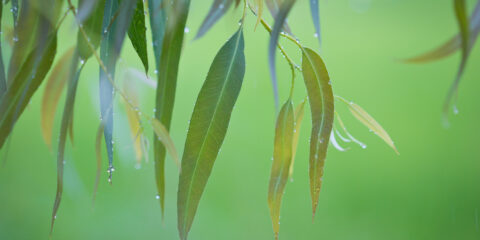Green leaves